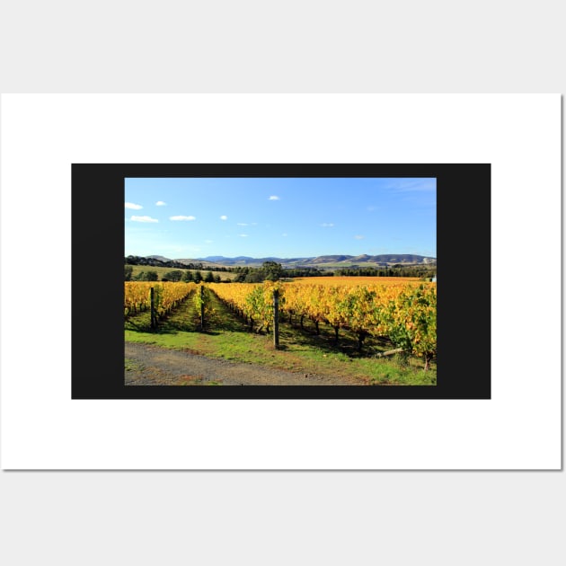 Autumn in the vineyard, Coal River Valley, Tasmania Wall Art by Kirkcov